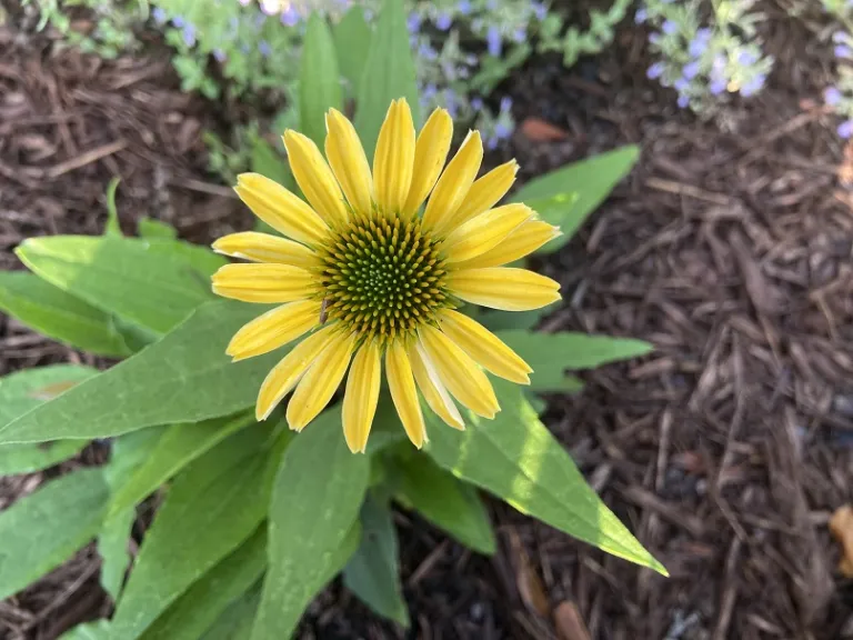 Echinacea 'Yellow My Darling' (COLOR CODED® Collection) flower