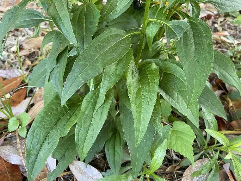 Echinacea × hybrida 'Balsomold' (Sombrero® Granada Gold) foliage
