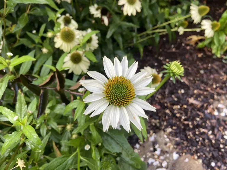 Echinacea purpurea 'White Swan' flower