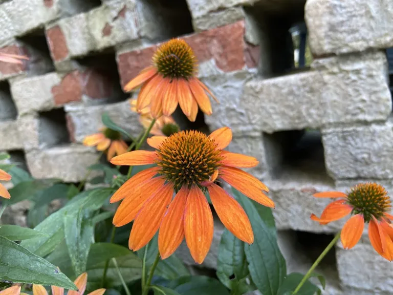 Echinacea x hybrida 'Balsomador' (Sombrero® Adobe Orange) flower