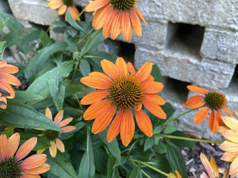 Echinacea x hybrida 'Balsomador' (Sombrero® Adobe Orange) flower