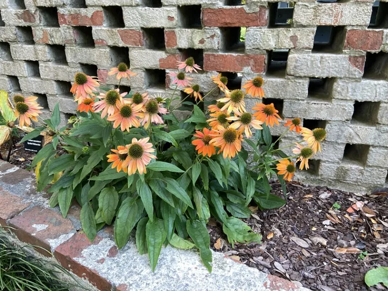 Echinacea x hybrida 'Balsomador' (Sombrero® Adobe Orange) flowering habit