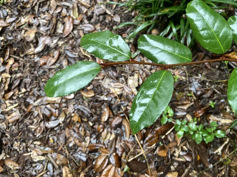 Elaeagnus pungens foliage