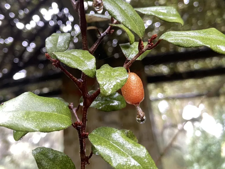 Elaeagnus pungens fruit