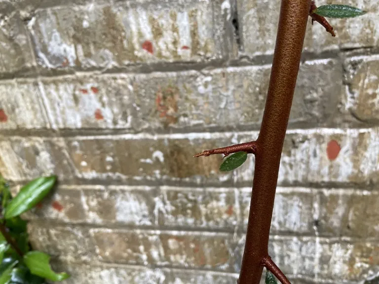 Elaeagnus pungens thorns
