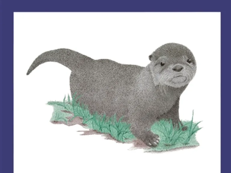 Elliott Learns to Swim - baby otter