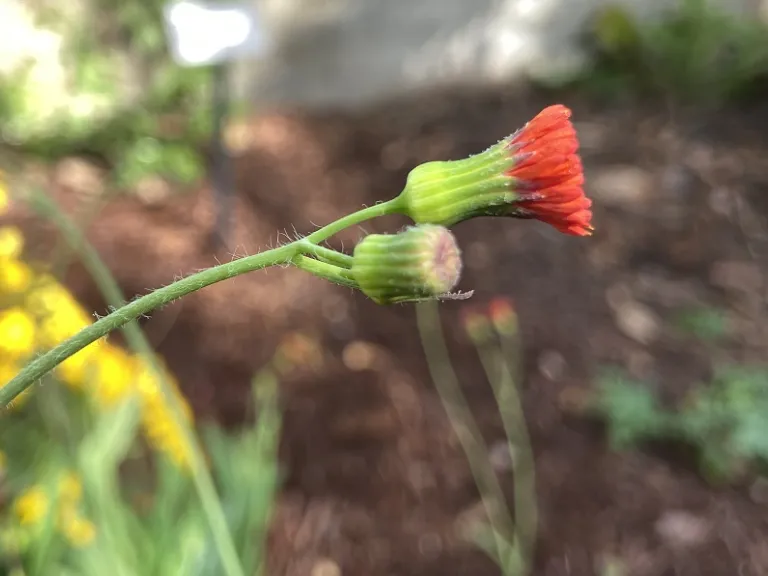 Emilia coccinea flower