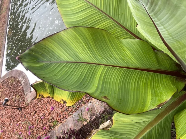 Ensete ventricosum 'Maurelii' foliage