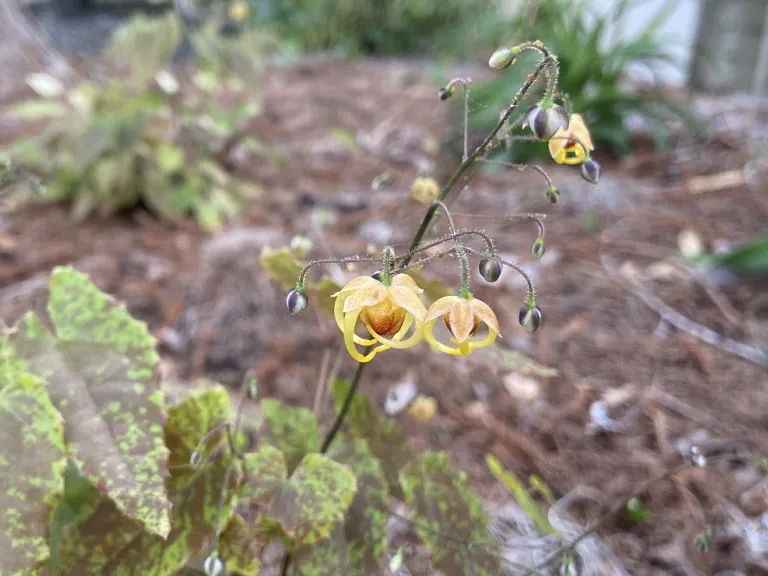 Epimedium 'Amber Queen' flower and flower buds