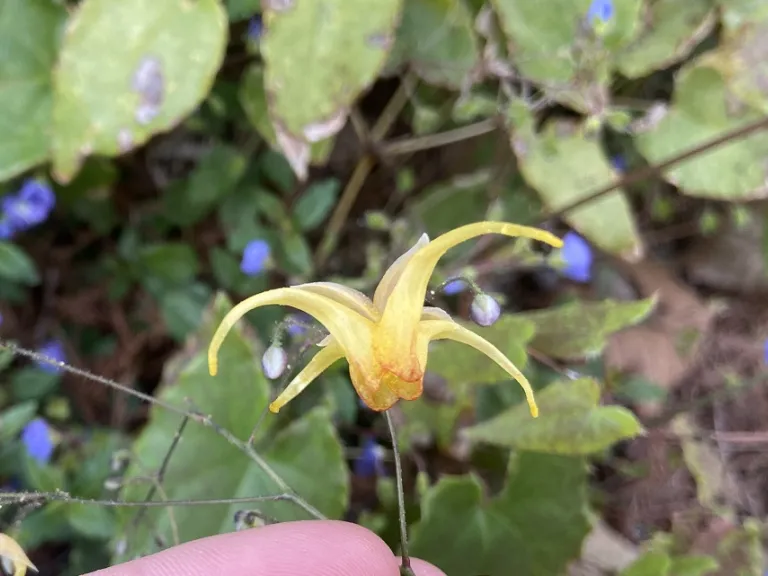 Epimedium 'Amber Queen' flower
