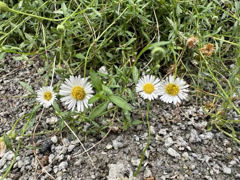 Erigeron karvinskianus 'Profusion' flowers