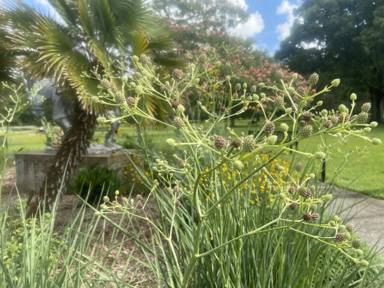 Eryngium pandanifolium flower buds