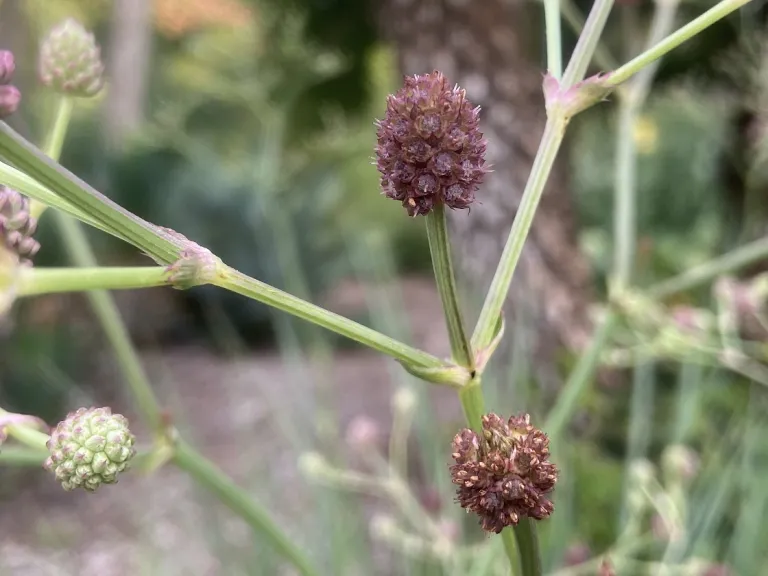Eryngium pandanifolium flower
