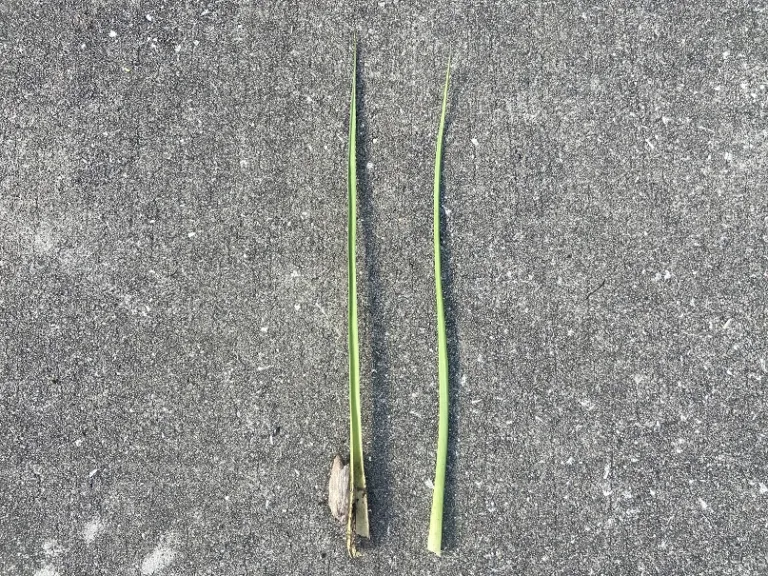 Eryngium pandanifolium leaf front and back