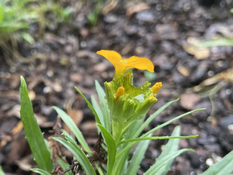 Erysimum linifolium (Sunstrong™ Orange) flower buds