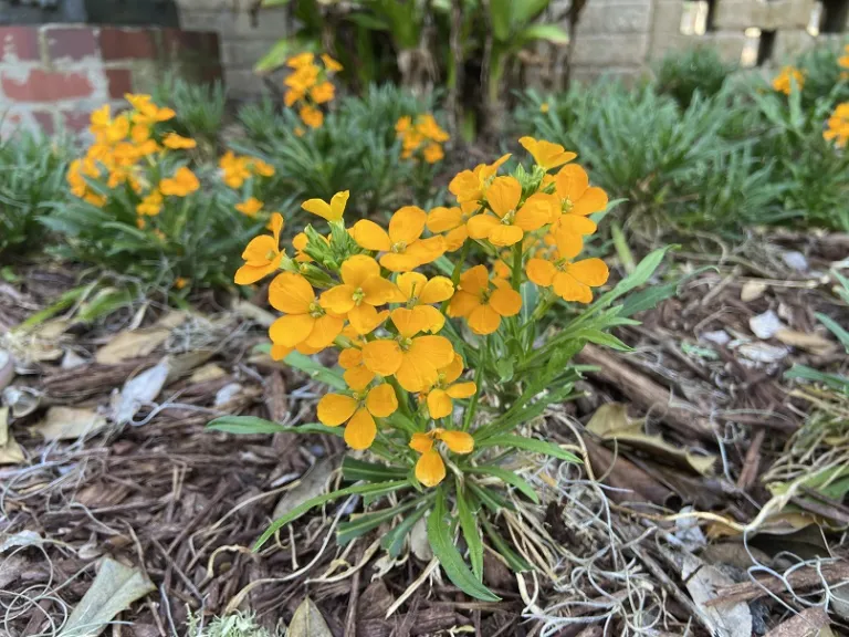 Erysimum linifolium (Sunstrong™ Orange) flowering habit