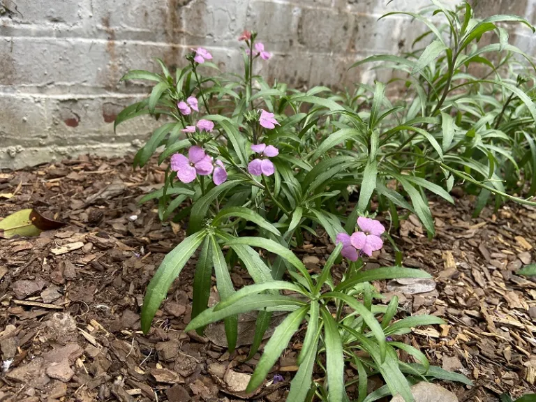 Erysimum linifolium (Sunstrong™ Violet) flowering habit