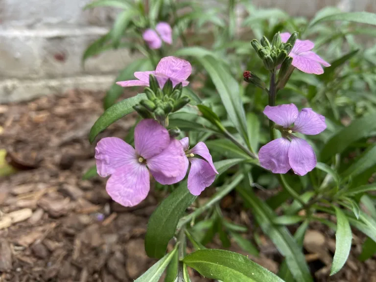 Erysimum linifolium (Sunstrong™ Violet) flowers