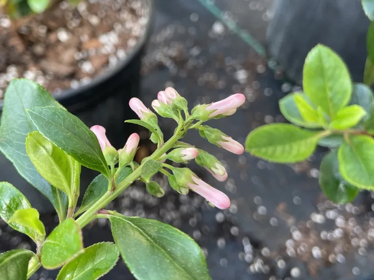 Escallonia × exoniensis 'Fradesii' flower buds