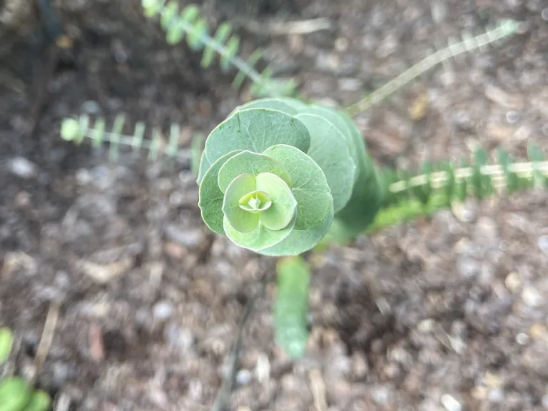 Eucalyptus pulverulenta 'Baby Blue Bouquet Improved' foliage