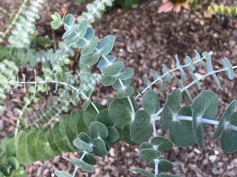 Eucalyptus pulverulenta 'Baby Blue Bouquet Improved' foliage
