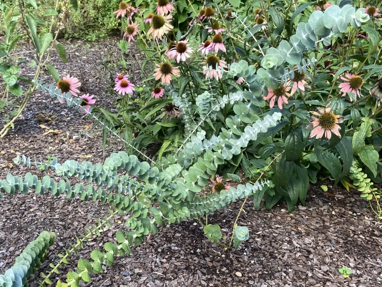 Eucalyptus pulverulenta 'Baby Blue Bouquet Improved' habit
