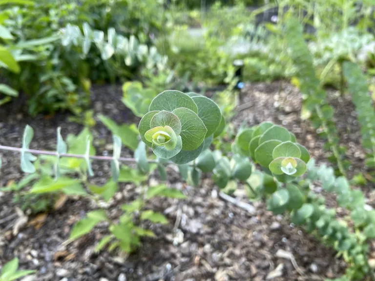 Eucalyptus pulverulenta 'Baby Blue Bouquet' foliage