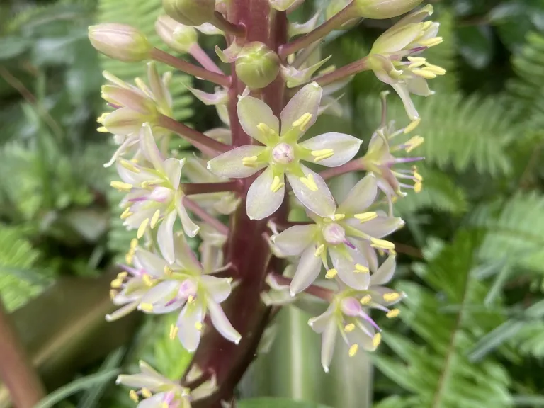 Eucomis comosa 'Sparkling Burgundy' flower