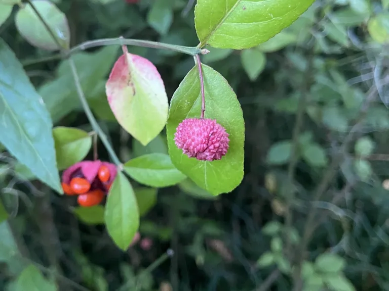 Euonymus americanus fruit
