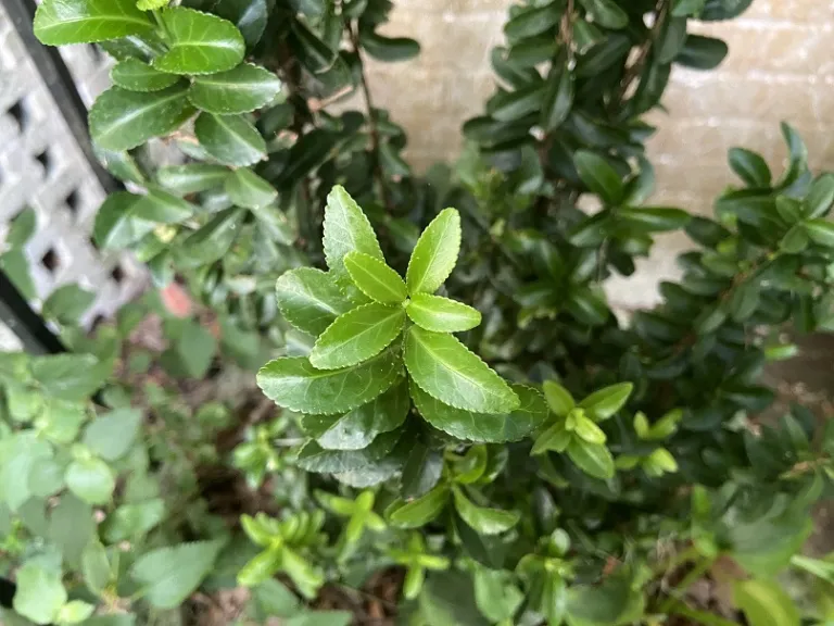 Euonymus japonicus 'Green Spire' foliage