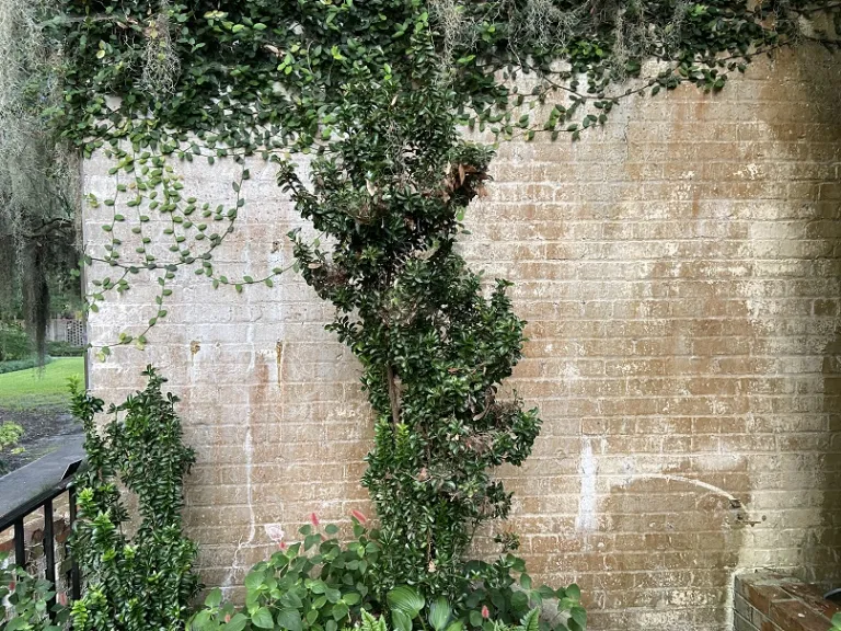 Euonymus japonicus 'Green Spire' habit