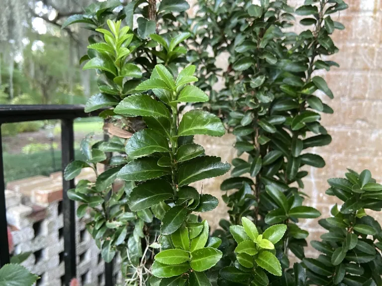 Euonymus japonicus 'Green Spire' stem