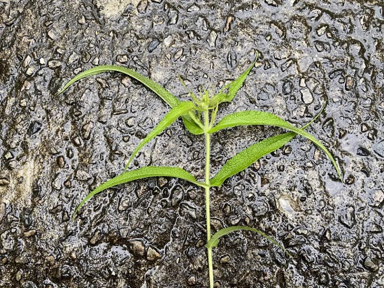 Eupatorium perfoliatum stem