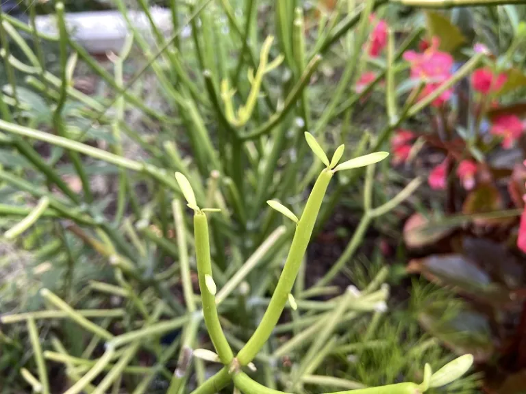 Euphorbia tirucalli 'Sticks on Fire' foliage