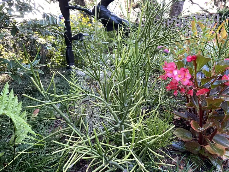 Euphorbia tirucalli 'Sticks on Fire' habit