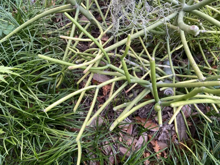 Euphorbia tirucalli 'Sticks on Fire' stems