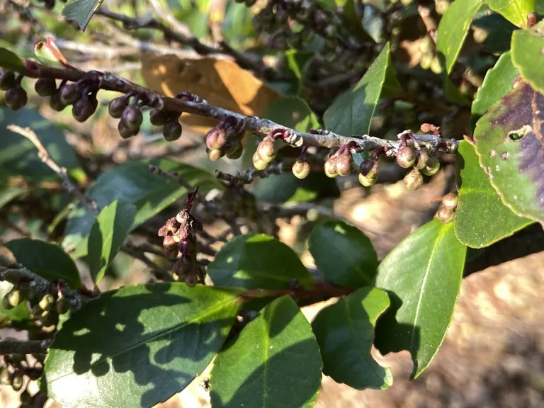 Eurya japonica flower buds