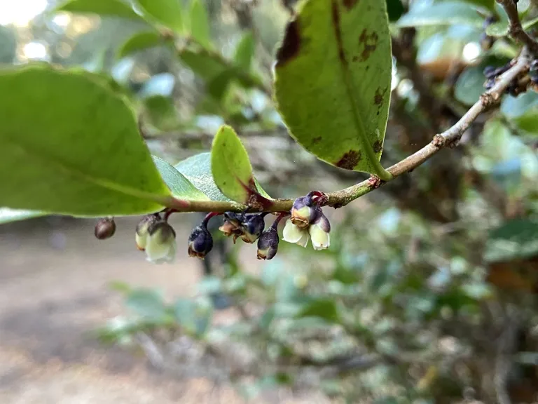 Eurya japonica flowers