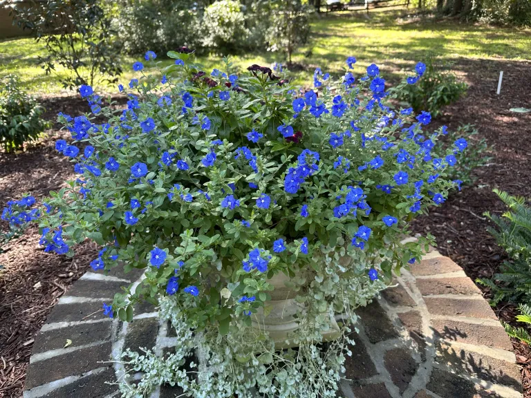 Evolvulus glomeratus 'Blue Daze' flowering habit