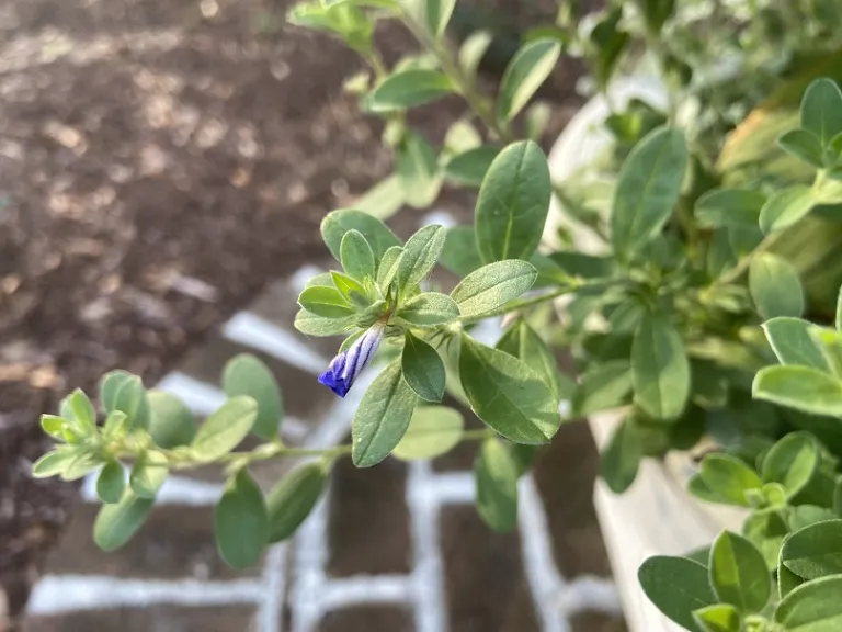 Evolvulus glomeratus 'Blue Daze' flower bud