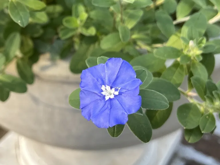 Evolvulus glomeratus 'Blue Daze' flower