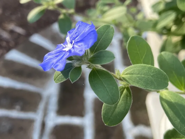 Evolvulus glomeratus 'Blue Daze' flower