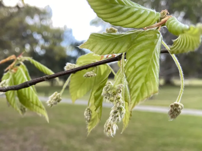 Fagus grandifolia flowers