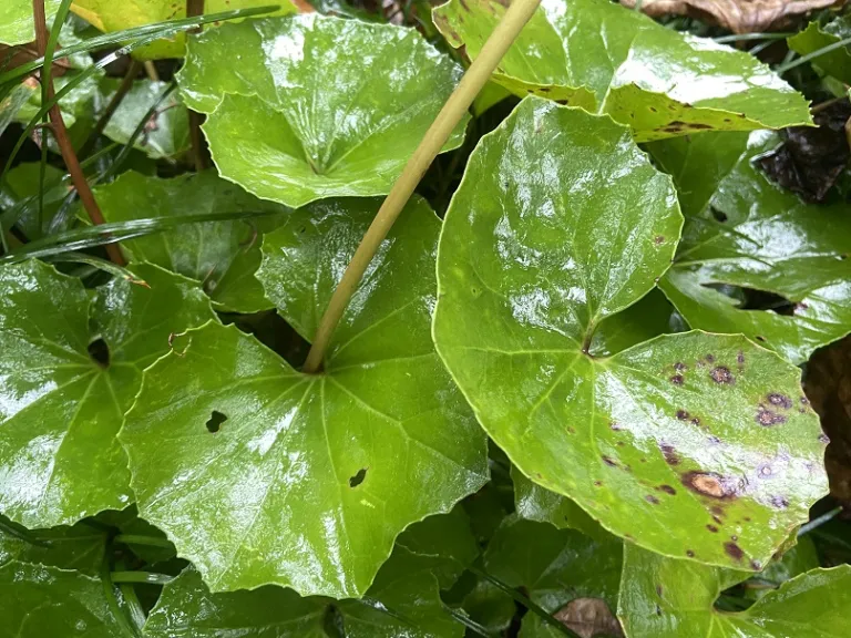 Farfugium japonicum foliage