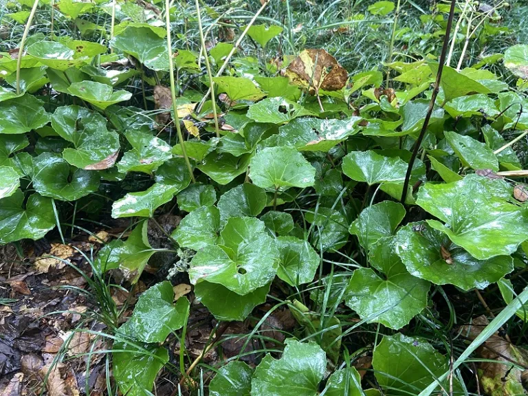 Farfugium japonicum habit