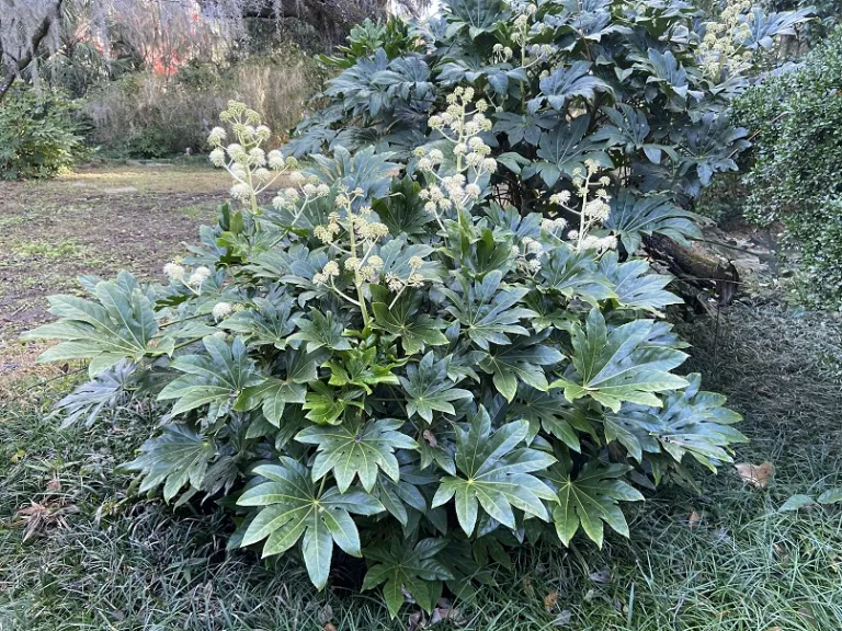 Fatsia japonica flowering habit