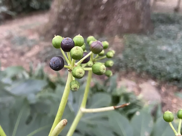 Fatsia japonica ripe and unripe fruit