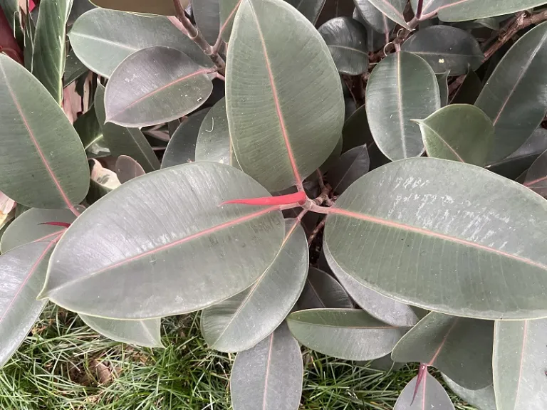 Ficus elastica 'Rubra' foliage