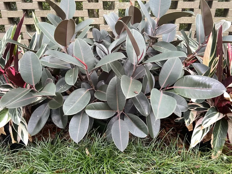 Ficus elastica 'Rubra' habit
