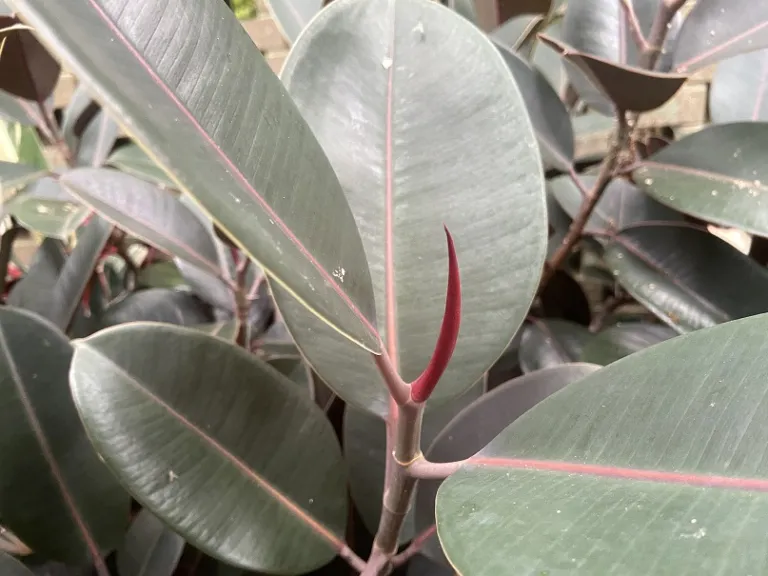 Ficus elastica 'Rubra' leaf bud